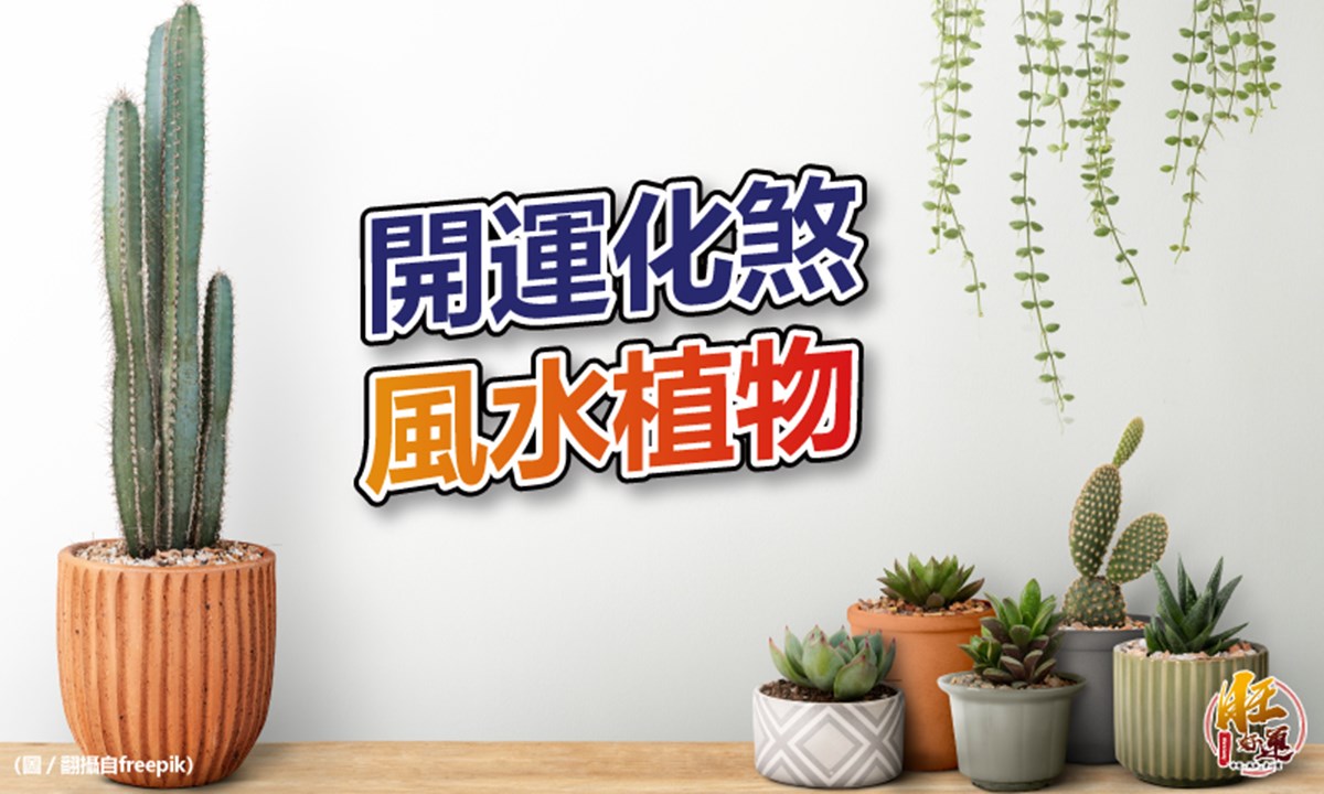 風水特輯 化煞開運就靠它們 玄關 客廳 廚房 陽台最推薦的綠意植栽 幸福空間